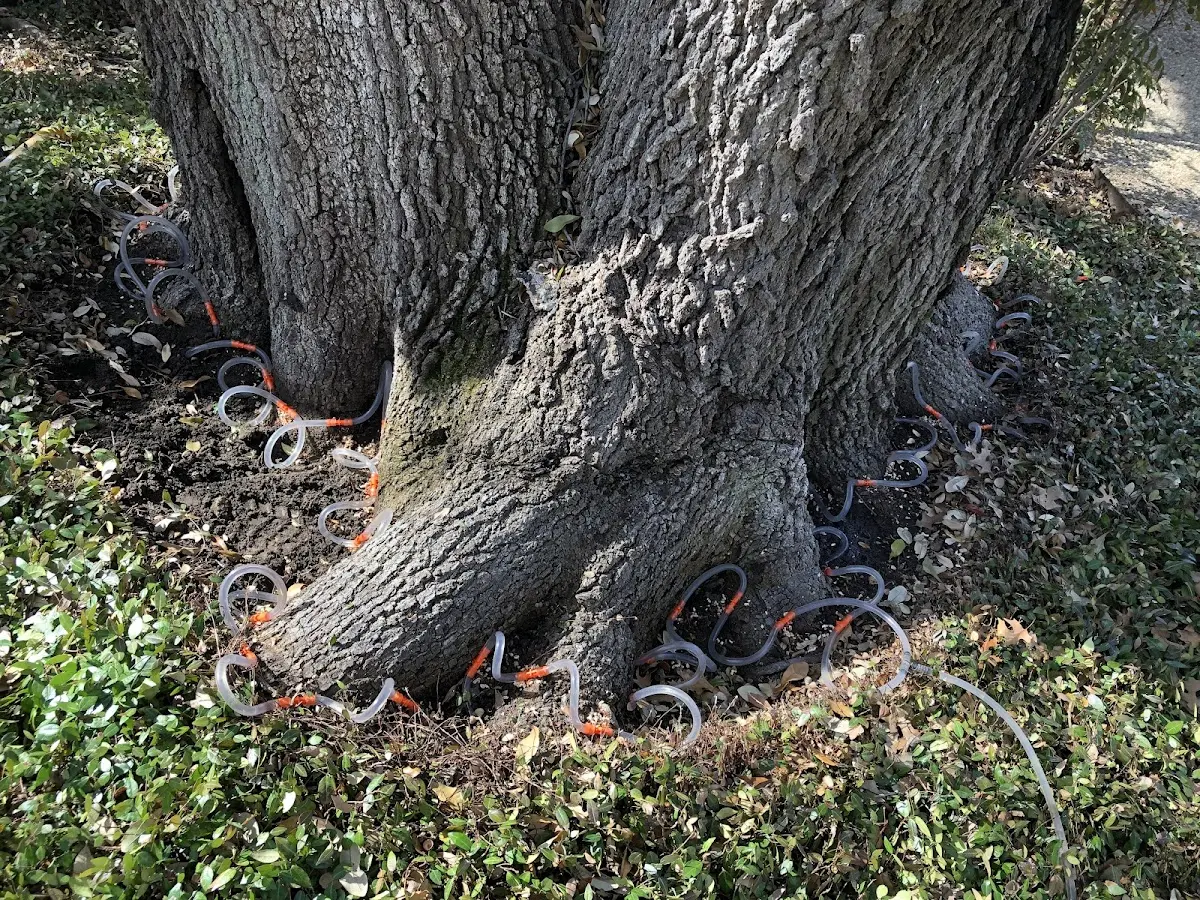 Detailed Tree Cabling and Bracing job site in Sunflower