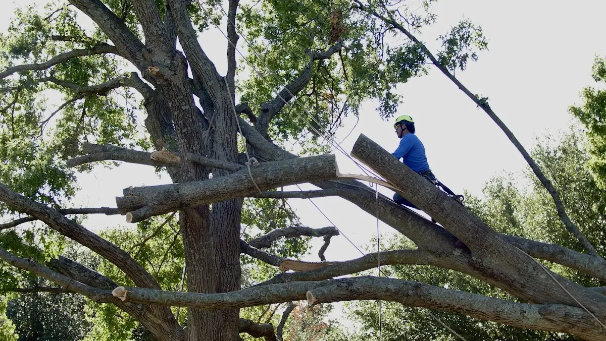Professional Hazardous Tree Removal performed by certified arborists in Sunflower
